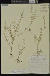 Clinopodium arkansanum image