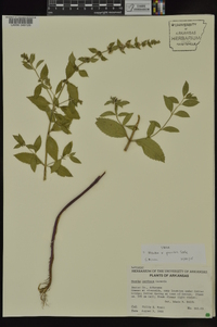 Mentha x gracilis image