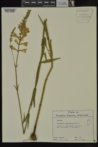 Physostegia angustifolia image