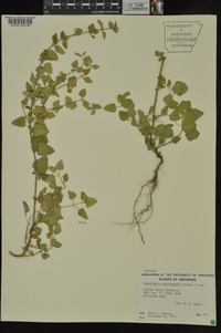 Scutellaria cardiophylla image