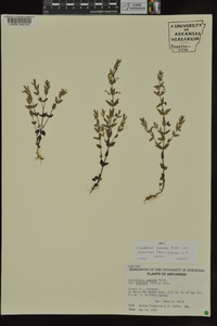 Scutellaria parvula image