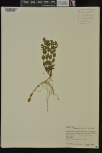 Scutellaria parvula var. parvula image