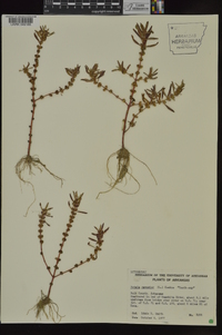 Rotala ramosior image