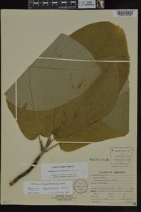 Magnolia macrophylla image