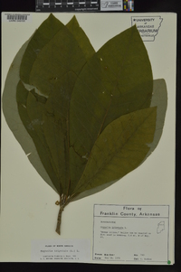 Magnolia tripetala image