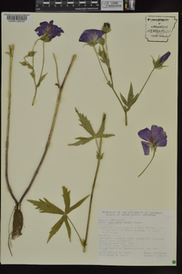 Callirhoe bushii image