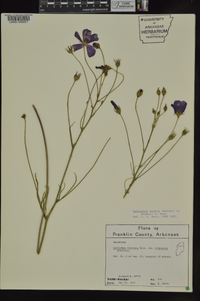 Callirhoe pedata image