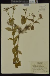 Rhexia virginica image