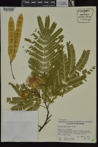 Albizia julibrissin image