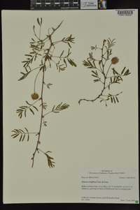 Mimosa strigillosa image