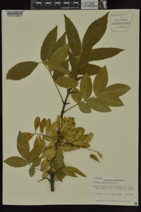 Fraxinus caroliniana image