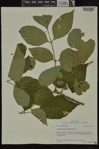 Fraxinus profunda image