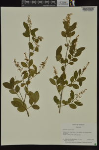 Ligustrum sinense image