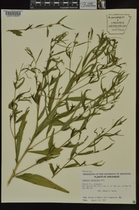 Ludwigia decurrens image