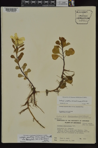 Ludwigia grandiflora image