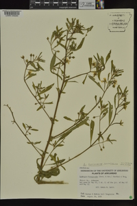 Ludwigia leptocarpa image