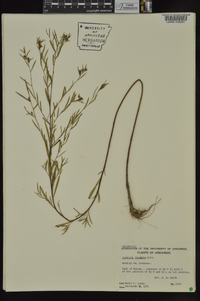 Ludwigia linearis image