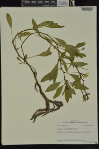 Ludwigia peploides image