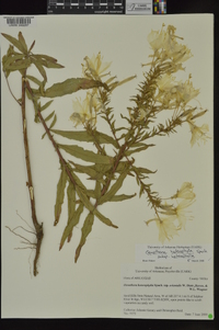 Oenothera heterophylla subsp. heterophylla image