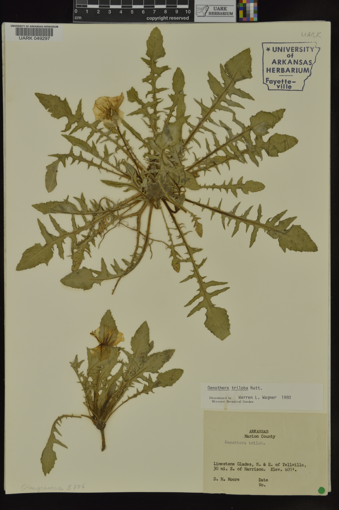 Oenothera triloba image