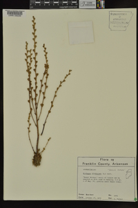 Epifagus virginiana image