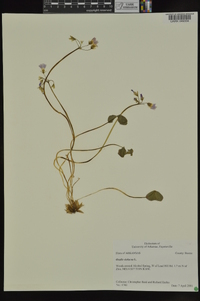 Oxalis violacea image