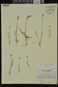 Plantago patagonica image