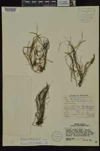 Podostemum ceratophyllum image