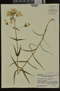 Phlox glaberrima image