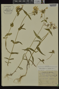 Phlox pilosa subsp. ozarkana image