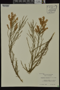 Polygonella americana image