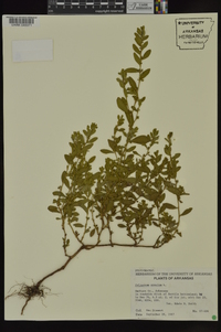 Polygonum erectum image