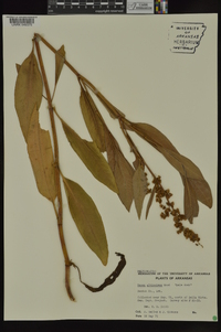 Rumex altissimus image