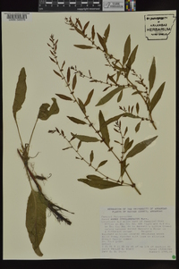 Rumex conglomeratus image