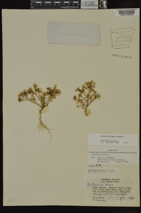 Portulaca pilosa image