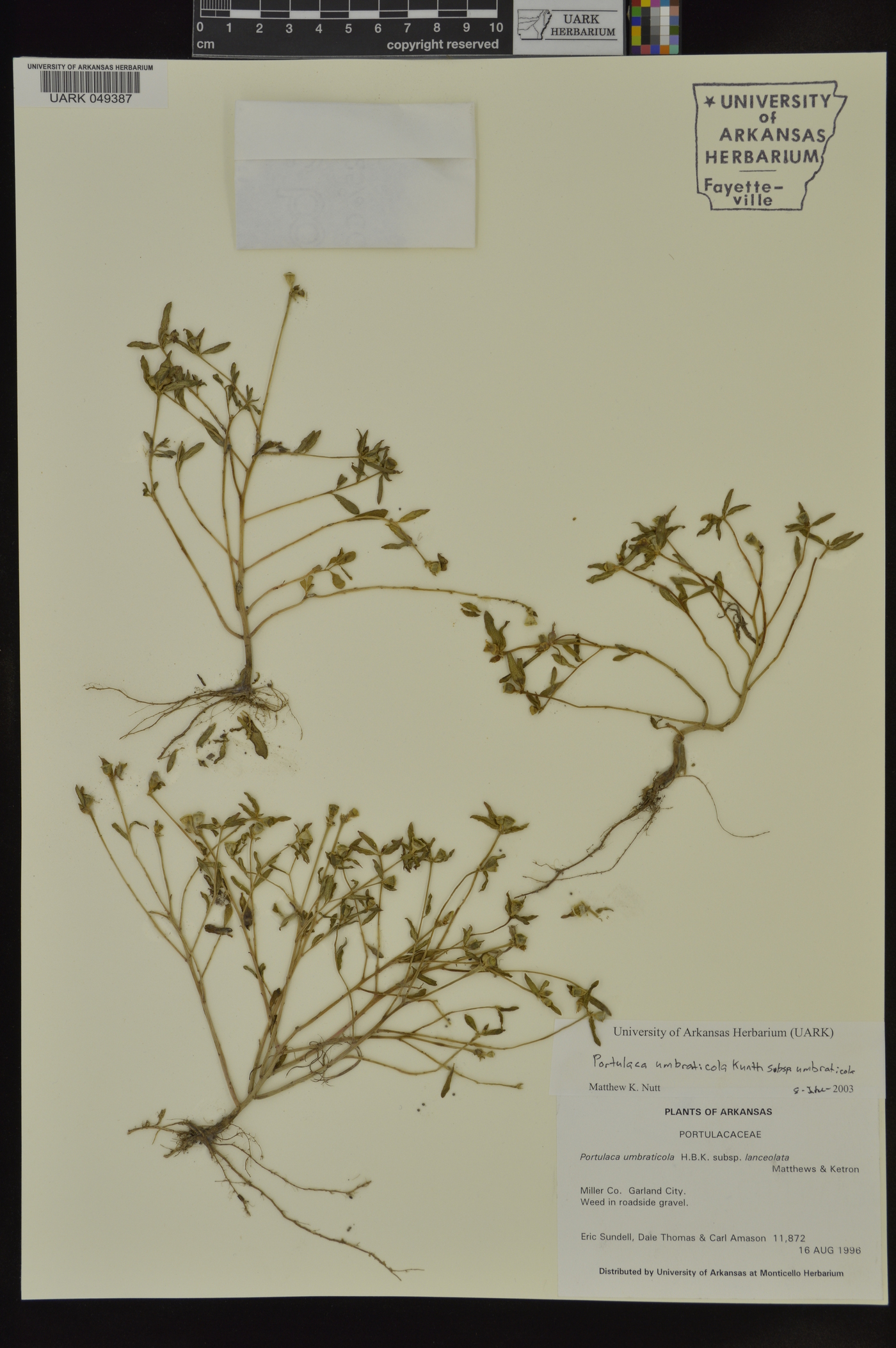 Portulaca umbraticola subsp. umbraticola image