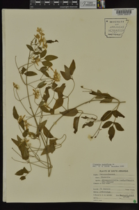 Clematis terniflora image