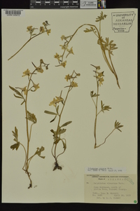 Delphinium tricorne image