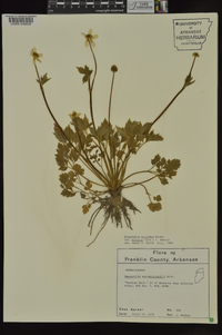 Ranunculus septentrionalis image