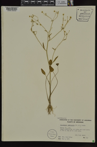 Ranunculus laxicaulis image