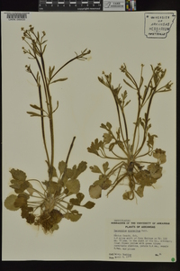 Ranunculus micranthus image