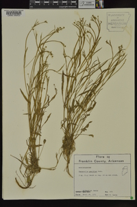 Ranunculus pusillus image
