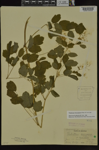 Thalictrum dasycarpum image