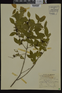 Rhamnus lanceolata image