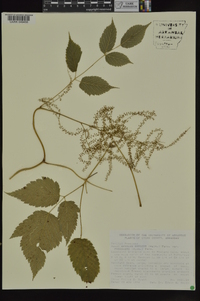 Aruncus dioicus image