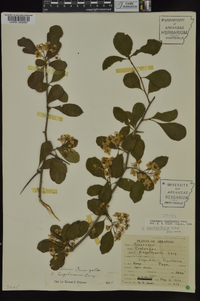 Crataegus engelmannii image