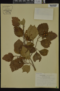 Crataegus calpodendron image