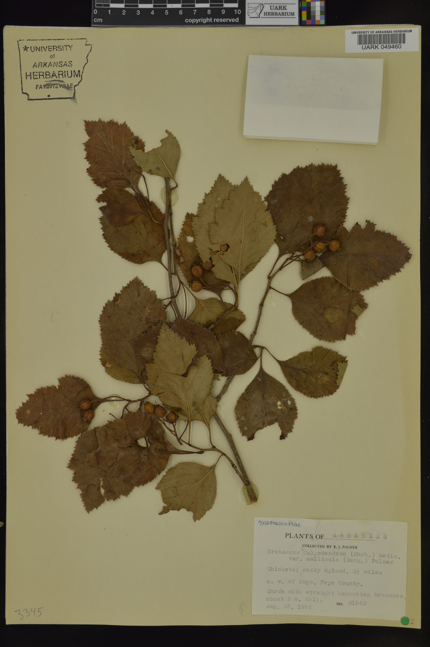Crataegus calpodendron var. mollicula image