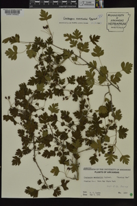 Crataegus marshallii image