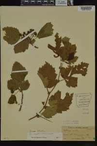 Crataegus mollis image